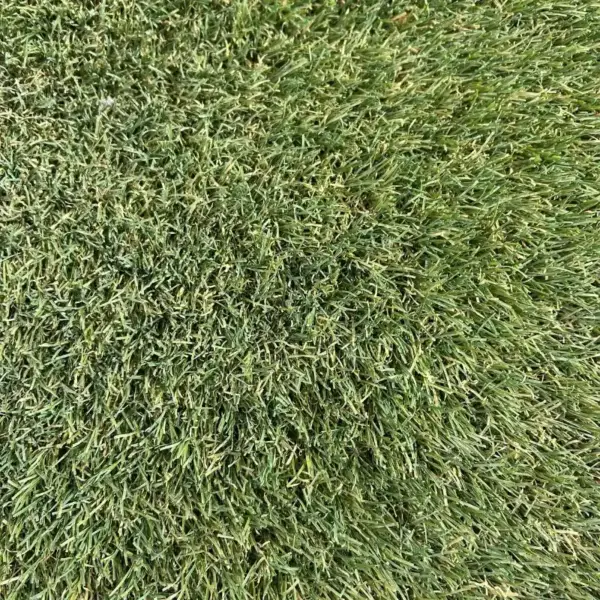 Gazon Synthétique GRASS MAX
